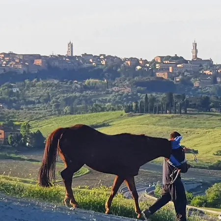 Dago Siena