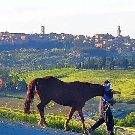 Dago Oda ve Kahvaltı Siena